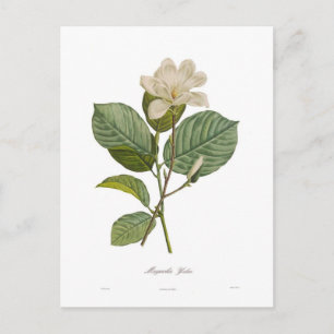 Cartão Postal Magnolia yulan