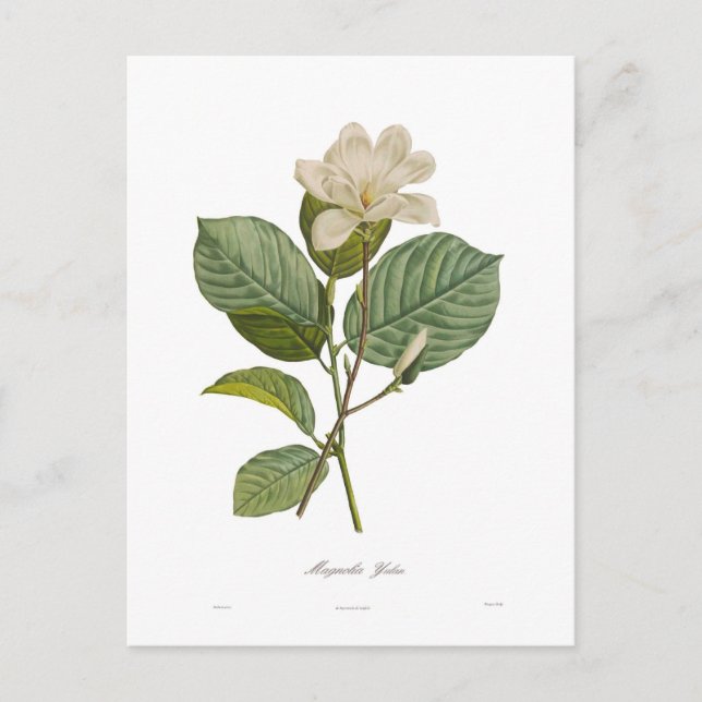 Cartão Postal Magnolia yulan (Frente)