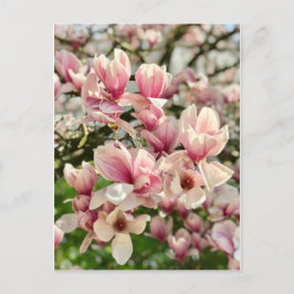 Cartão Postal Magnolie Magnolienblüte rosa