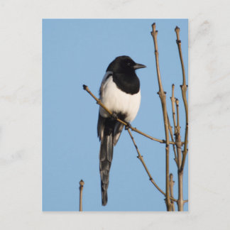 Cartão Postal Magpie