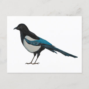 Cartão Postal Magpie