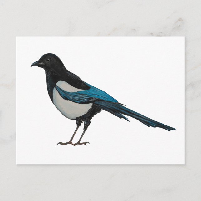 Cartão Postal Magpie (Frente)