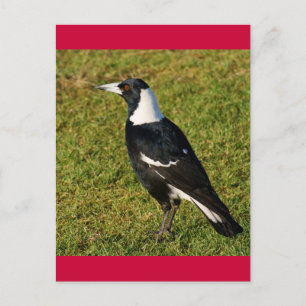 Cartão Postal Magpie