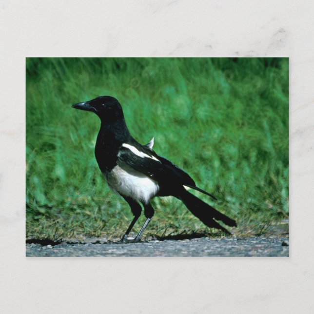 Cartão Postal Magpie (Frente)