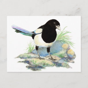 Cartão Postal Magpie bonito - pássaro da aguarela