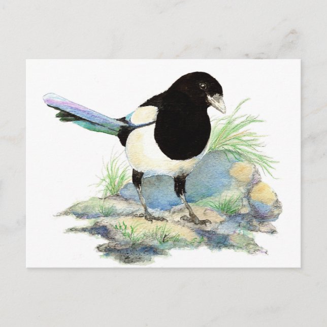 Cartão Postal Magpie bonito - pássaro da aguarela (Frente)