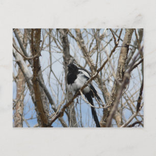 Cartão Postal Magpie de bico negro, Colorado