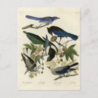 Magpie Jays & Nutcracker Audubon Birds da América