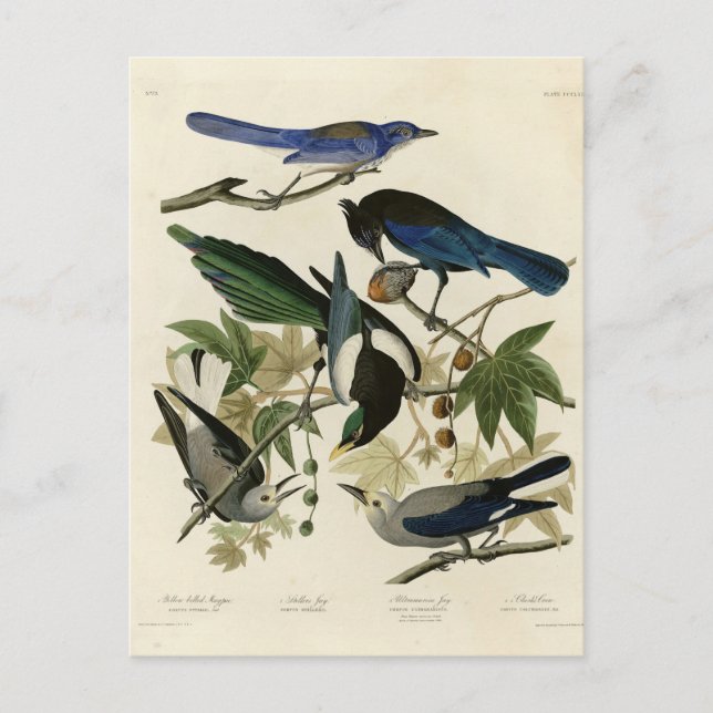 Cartão Postal Magpie Jays & Nutcracker Audubon Birds da América (Frente)