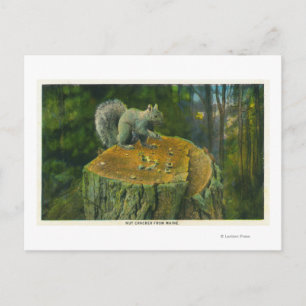Cartão Postal Maine A Little Nutcracker Squirrel do Maine