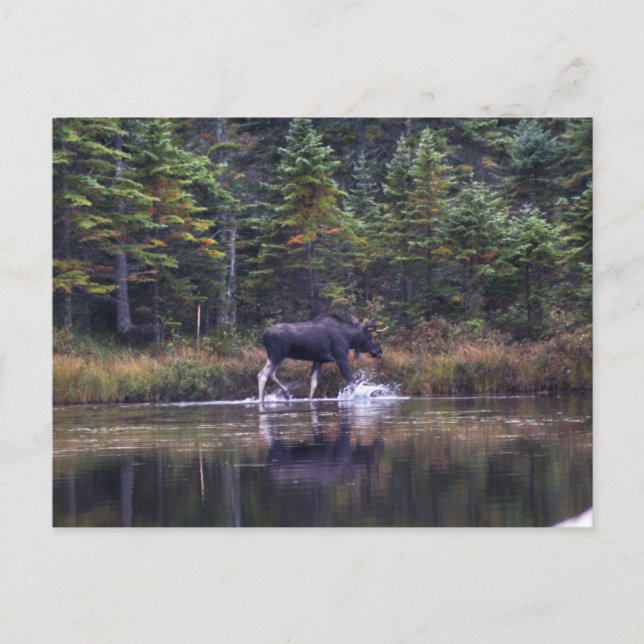 Cartão Postal Maine Bull Moose (Frente)