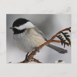 Cartão Postal Maine Chickadee