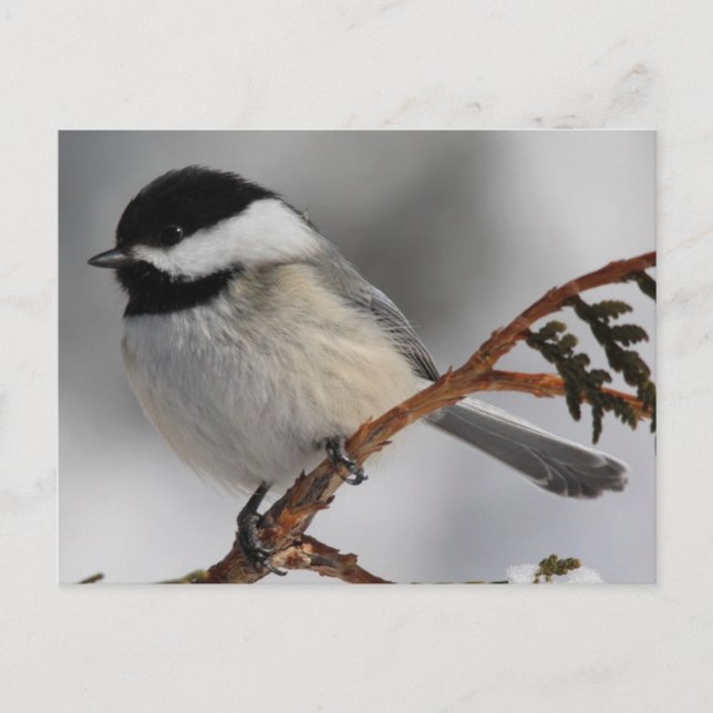Cartão Postal Maine Chickadee (Frente)