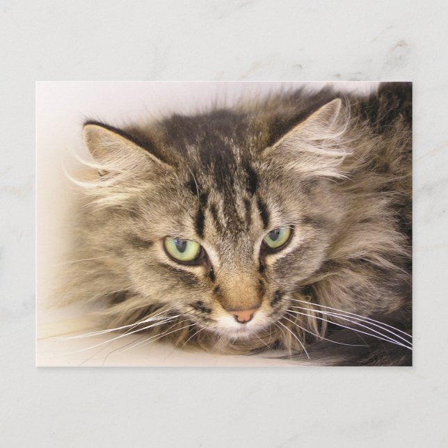 Cartão Postal Maine Coon (Frente)