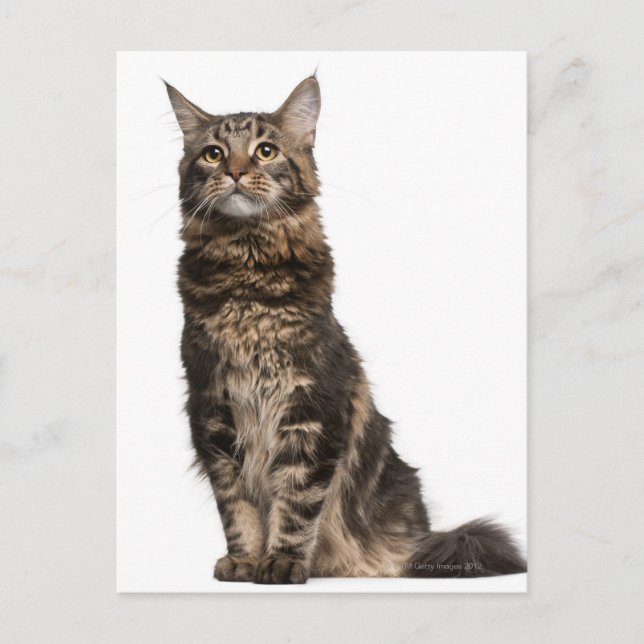 Cartão Postal Maine Coon (8 meses) (Frente)