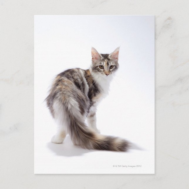 Cartão Postal Maine Coon cat (Frente)