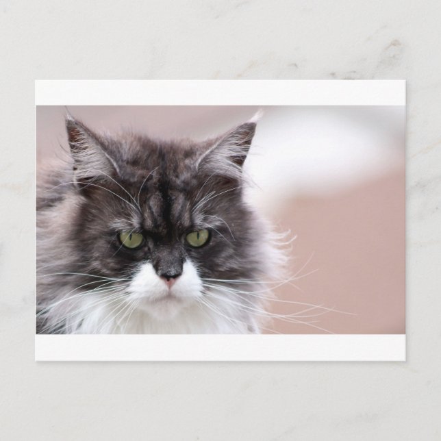 Cartão Postal Maine Coon Cat (Frente)