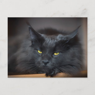 Cartão Postal Maine Coon Kitty Cat Cute Fun