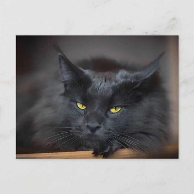 Cartão Postal Maine Coon Kitty Cat Cute Fun (Frente)