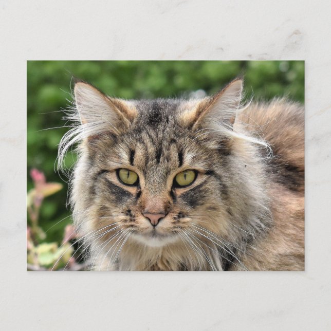 Cartão Postal Maine Coon Kitty Gato Bonito (Frente)