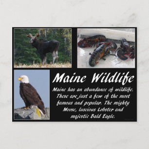 Cartão Postal Maine Wildlife