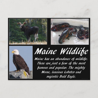 Cartão Postal Maine Wildlife