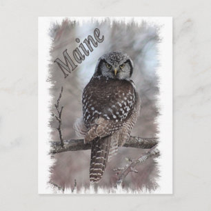 Cartão Postal Maine Wildlife - Norte Hawk Owl
