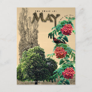 Cartão Postal Maio Mês Árvores Chestnut Rowan Ash, Poplar 2