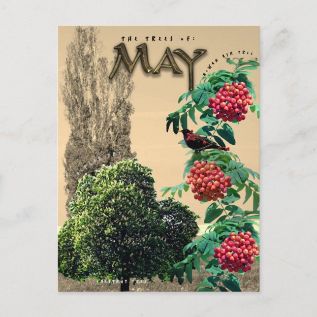 Cartão Postal Maio Mês Árvores Chestnut Rowan Ash, Poplar 2 (Frente)