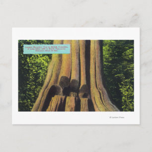 Cartão Postal Maior árvore gravada na árvore Cedar BC 1896