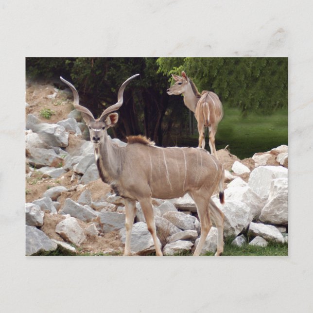 Cartão Postal maior-kudu-10 (Frente)