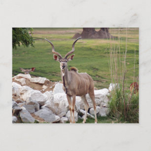Cartão Postal maior-kudu-6