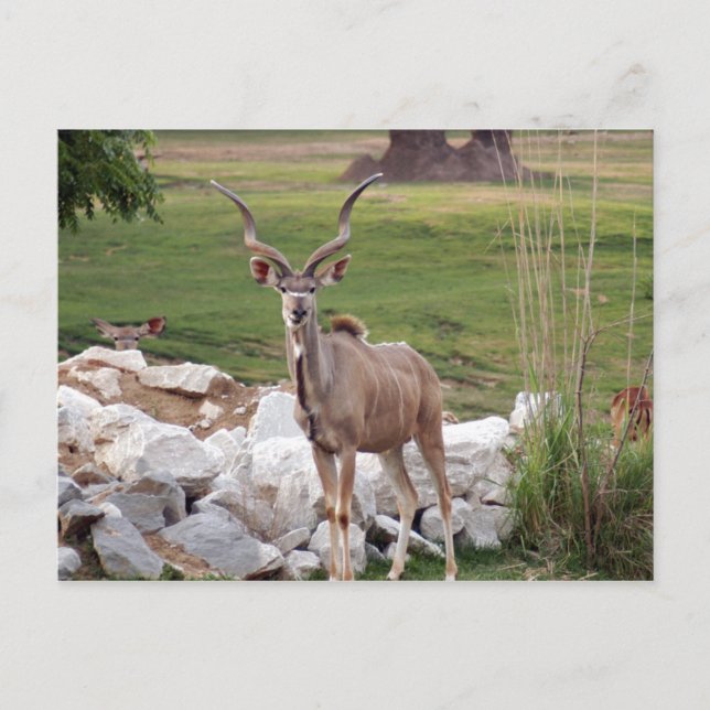 Cartão Postal maior-kudu-6 (Frente)