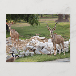 Cartão Postal maior-kudu-8