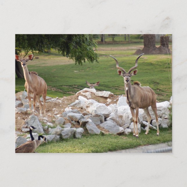 Cartão Postal maior-kudu-8 (Frente)