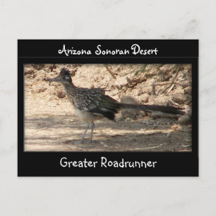 Cartão Postal Maior Roadrunner