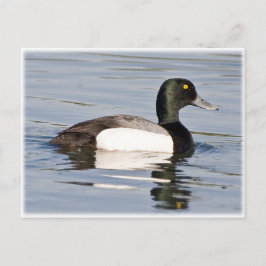 Cartão Postal Maior Scaup - Drake de Bluebill