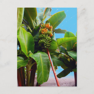 Cartão Postal Mais Bananas