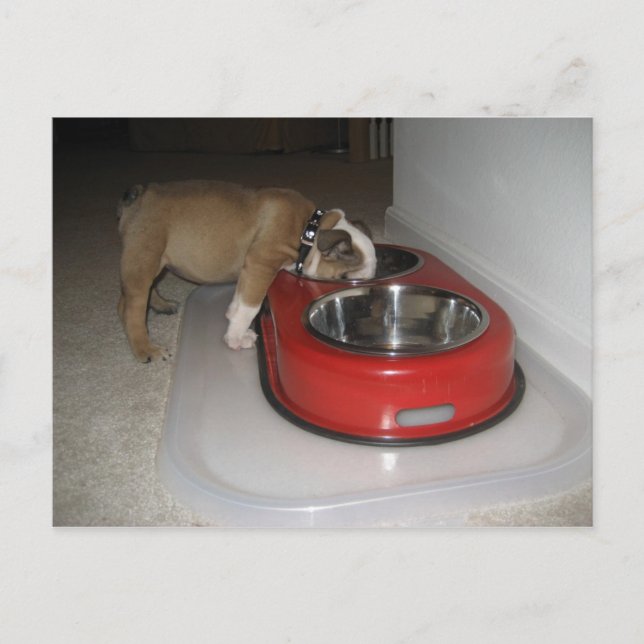 Cartão Postal mais do que você pode mastigar (Frente)