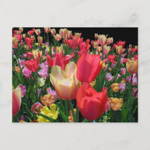 Cartão Postal Mais Tulipas