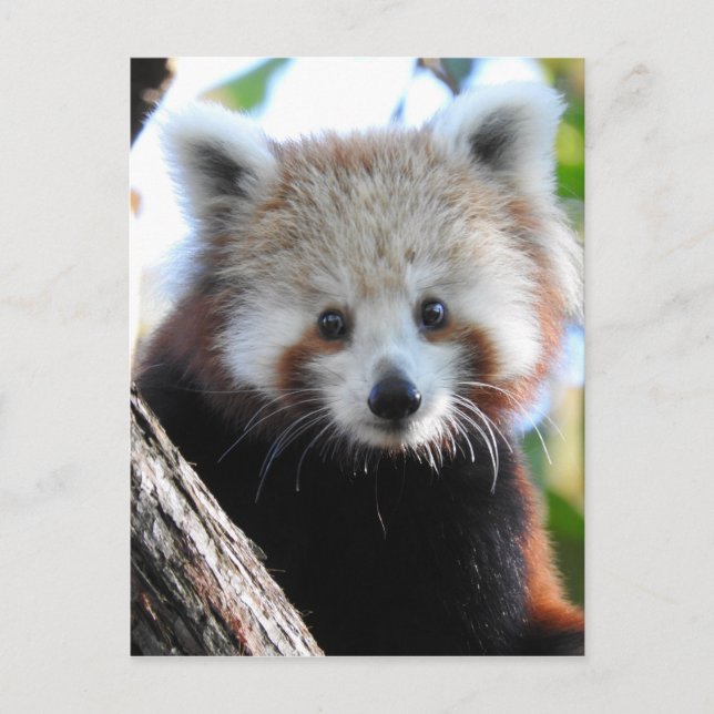 Cartão Postal Maiya O Panda Vermelho (Frente)