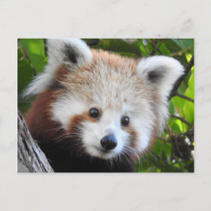 Cartão Postal Maiya O Panda Vermelho