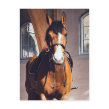 Majestic Bay Horse in Indoor Riding Arena
