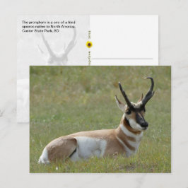 Cartão Postal Majestoso antílope macho, Custer, SD -