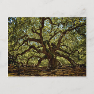 Cartão Postal Majexpressa Angel Oak