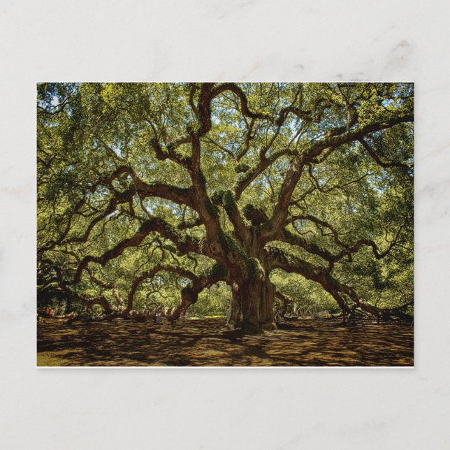 Cartão Postal Majexpressa Angel Oak (Frente)