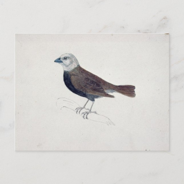 Cartão Postal Malacca Crossbeak (Frente)