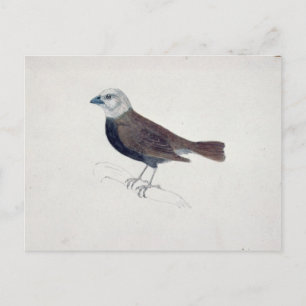 Cartão Postal Malacca Crossbeak