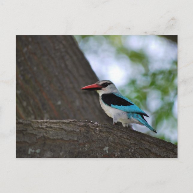 Cartão Postal Malachite Kingfisher África do Sul (Frente)