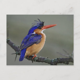 Cartão Postal Malachite Kingfisher, Alcedo cristata, lago